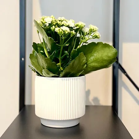 Laus Via Marchese Di Montrone - Lux & Design In The Center Of - New Opening Bari