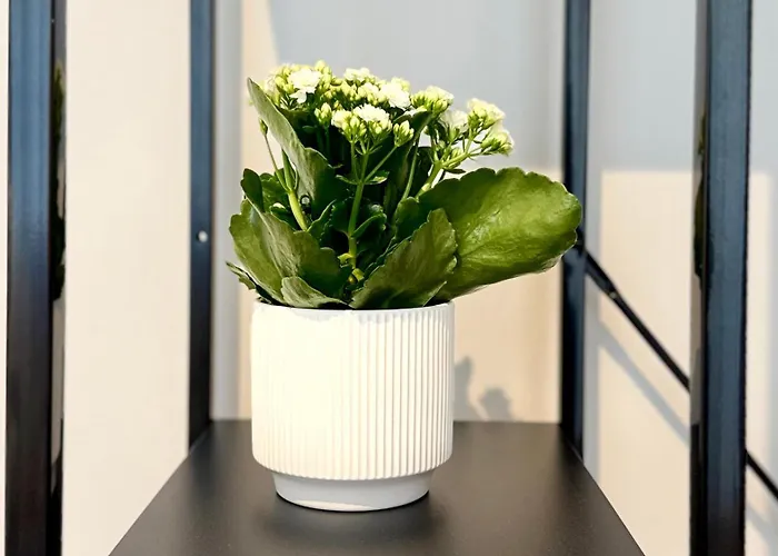 Laus Via Marchese Di Montrone - Lux & Design In The Center Of - New Opening Bari